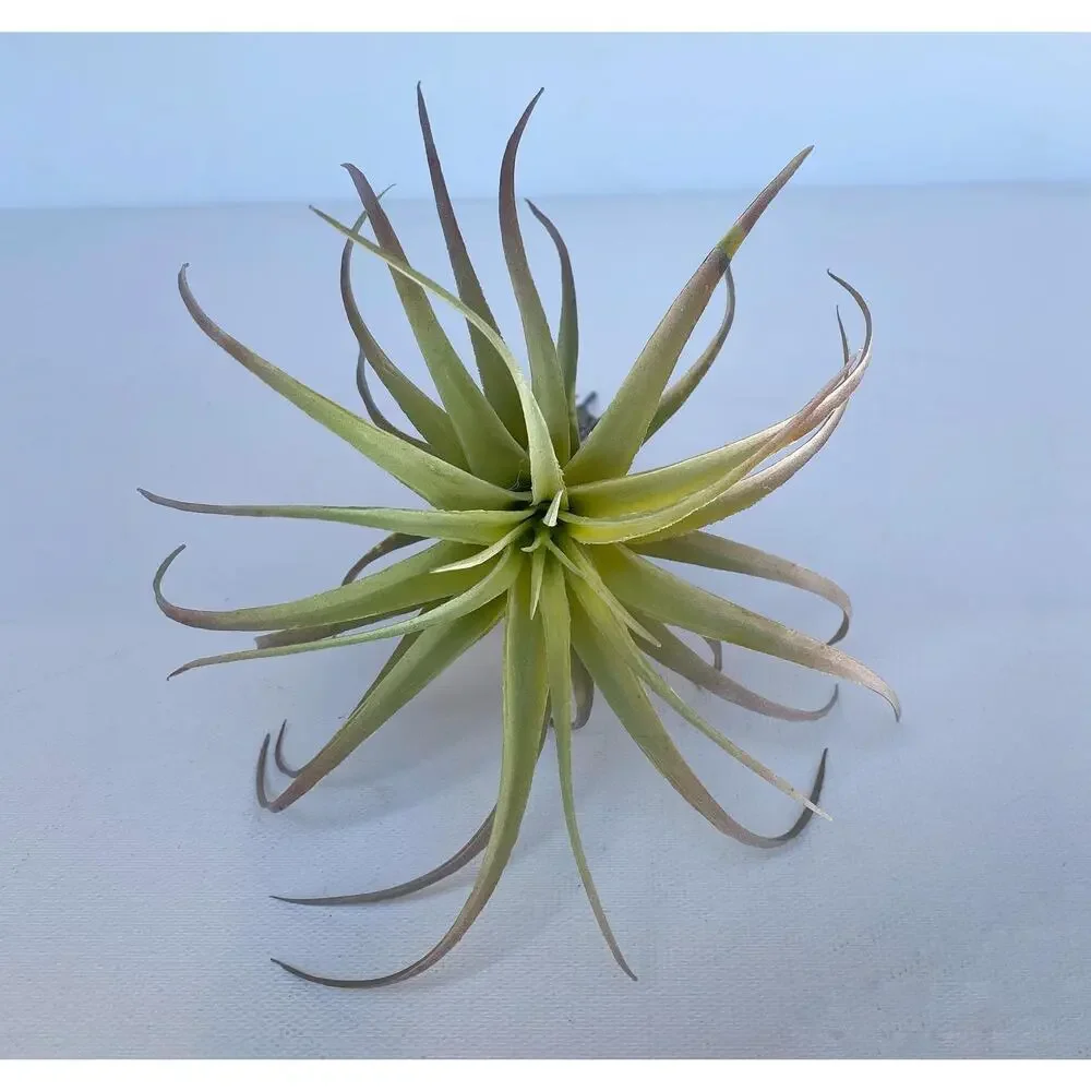 Artificial Air Plant - large Faux Air Plant Pick, Tillandsia Lonantha - Picture 3 of 6